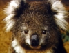 Uživatelský avatar
