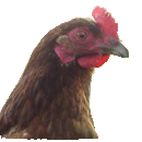 Uživatelský avatar