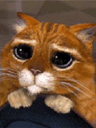 KOCOUR1.gif