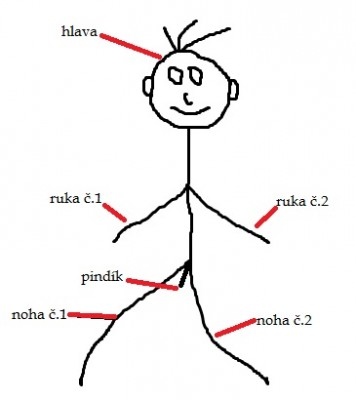 anatomie.jpg