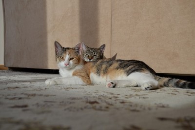 cats.jpg