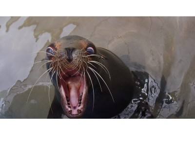 Swimming-in-Caffeine.jpg