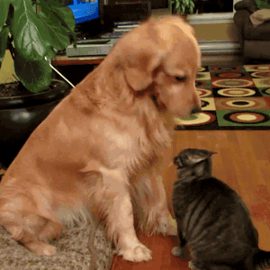 4512gd-gaggif.gif