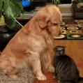 ezgif.com-resize.gif