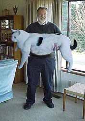 overgrown-cat-2.JPG