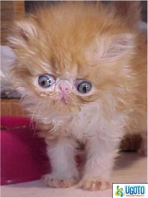 ugly-cat-64c.jpg