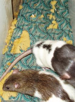mouse3.jpg