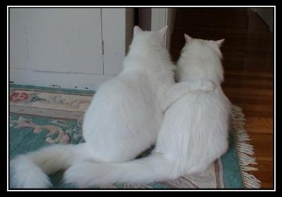 cat.jpg