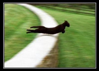 cat-breaks-the-sound-barrier.jpg