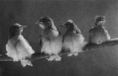 BIRDS.jpg
