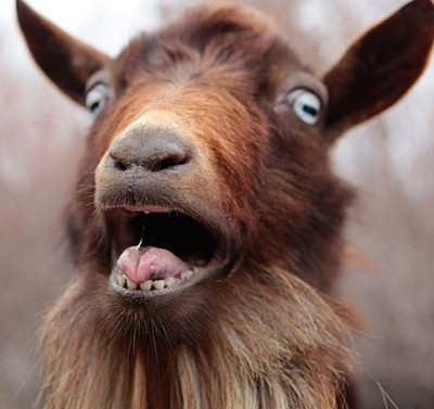goat.jpg