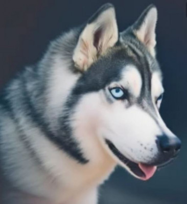 husky.jpg